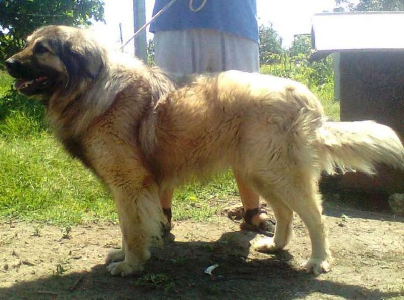 Aga Zoltijev | Yugoslavian Shepherd Dog-Sarplaninac 