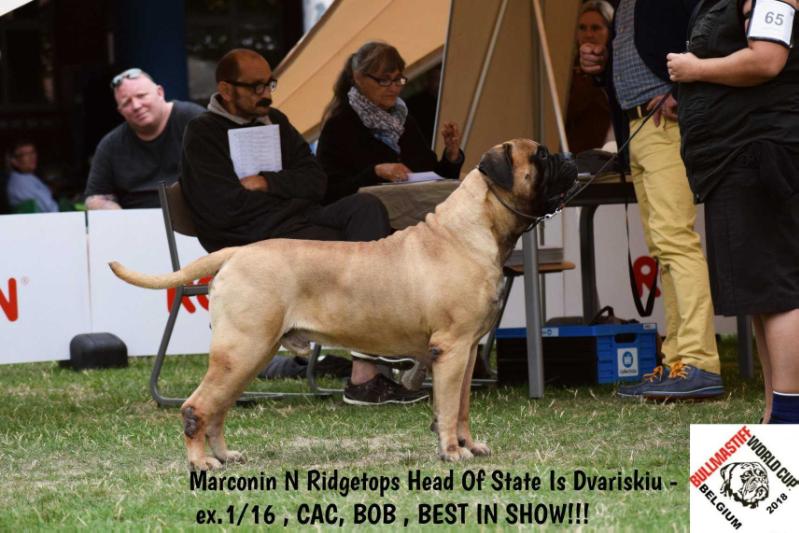 Marconin N Ridgetops Head of State Is-Dvariskiu | Bullmastiff 