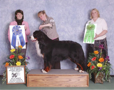 ALPENSPIRIT REMEMBER ME | Bernese Mountain Dog 