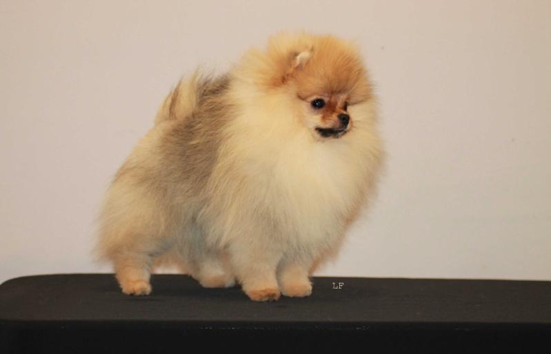 Hubba Bubba v. Shteffild | Pomeranian 
