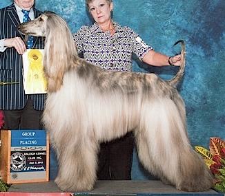 Jolie Paparazzi | Afghan Hound 