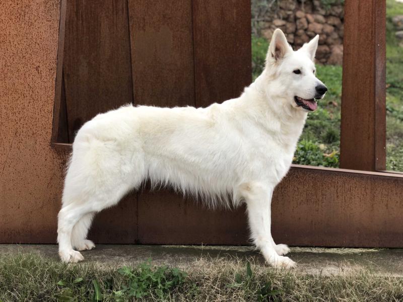 Mara White Force of Little Swiss Kingdom | White Swiss Shepherd Dog 