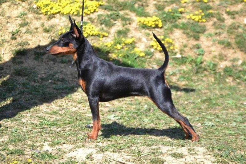 FANTAZY FLY INKOGNITO | Miniature Pinscher 