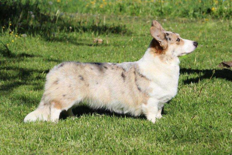 Astersland Blue Romance | Cardigan Welsh Corgi 