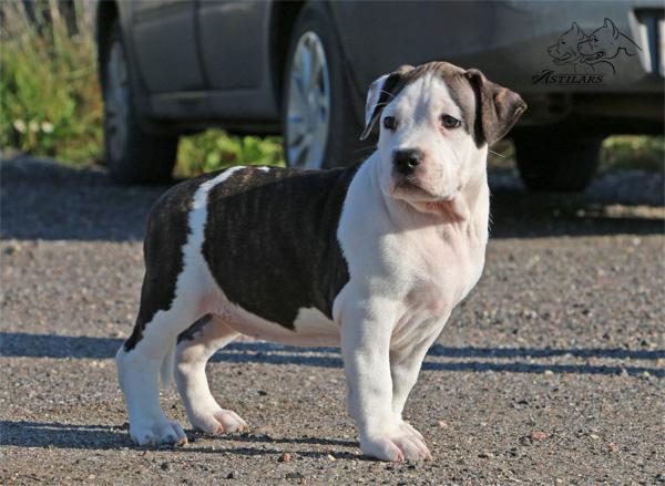 Astilars Yulissa | American Staffordshire Terrier 