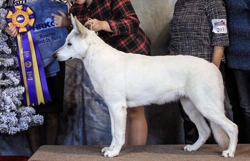 Foxhunt Luv-u-More Of Majestic | White Swiss Shepherd Dog 