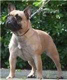 Kingfriend Miss Celtic | French Bulldog 