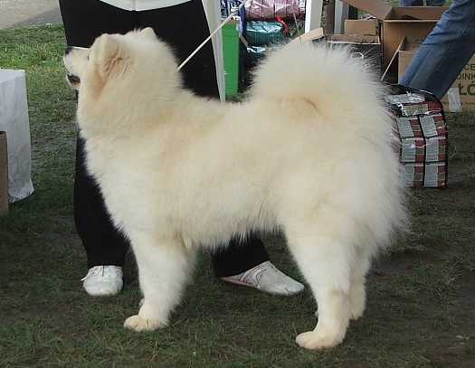 BELLA MIA Jamamba | Samoyed 