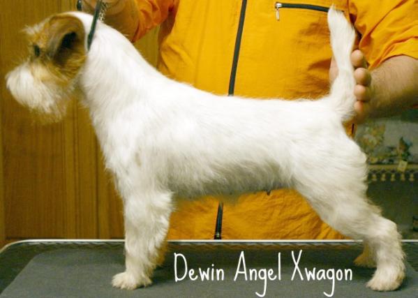 Dewin Angelxwagon | Jack Russell Terrier 