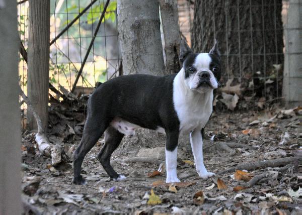 Cove's T Munsun | Boston Terrier 