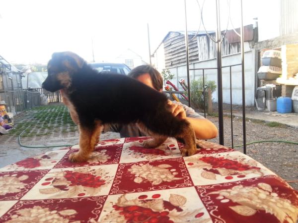 Jim von der Riken | German Shepherd Dog 