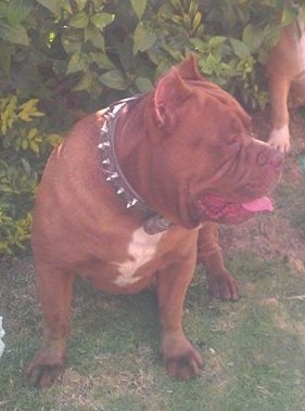Kingston Pride's Charlie Brown | American Pit Bull Terrier 
