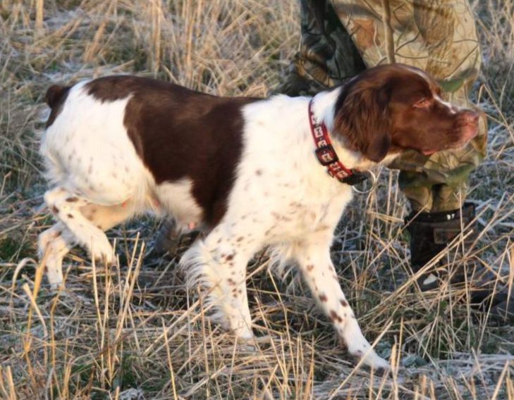 AMELIYA (2007) | Brittany 