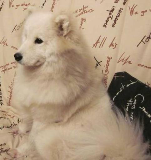 Ayrin | Samoyed 