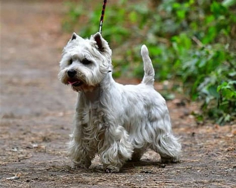 Annabella Don Hot Dog | West Highland White Terrier 