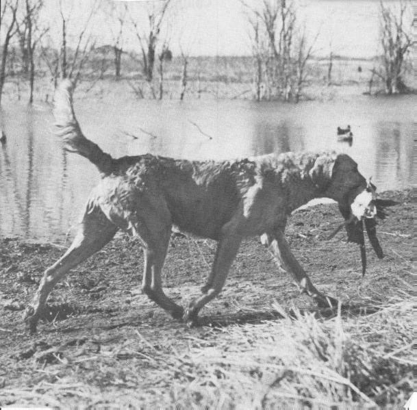 Nelgard's King Tut | Chesapeake Bay Retriever 