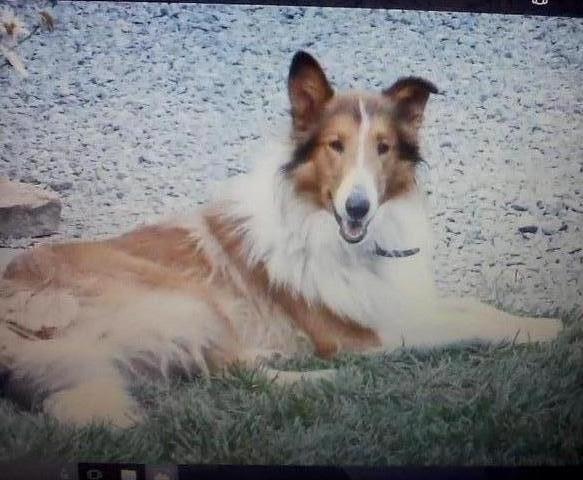 Fisher Farms Mr. Scout | Rough Collie 