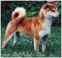 San jo nikko time | Shiba Inu 