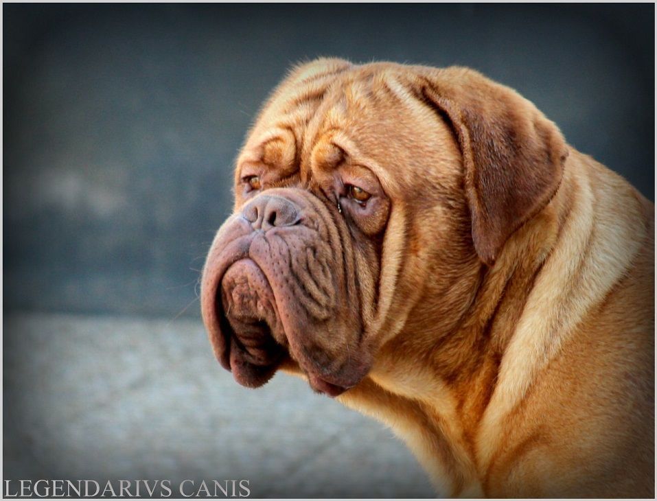 Staal de legeane | Dogue de Bordeaux 