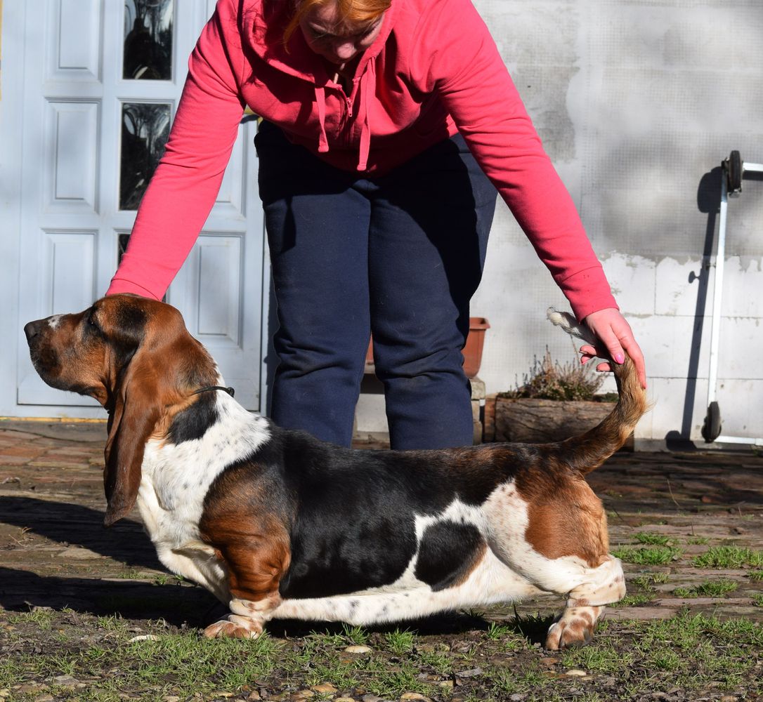 Nagyhegyi Pajkos Milk and Honey | Basset Hound 