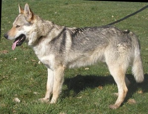 Afar Malý Bysterec | Czechoslovakian Wolfdog 