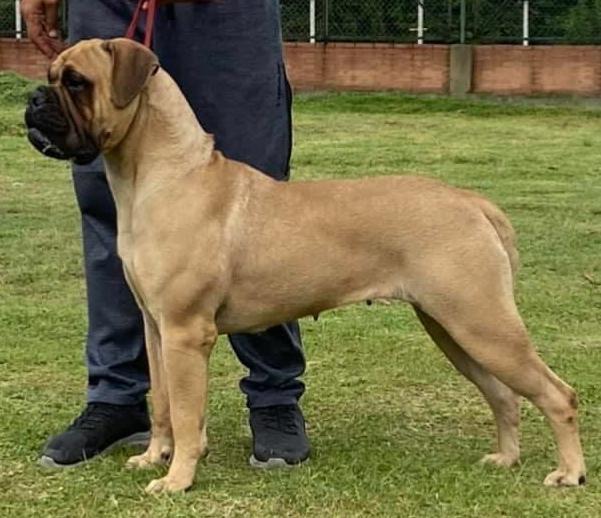 THE CABBERIN'S MAMBA DE LA GUARLA | Bullmastiff 