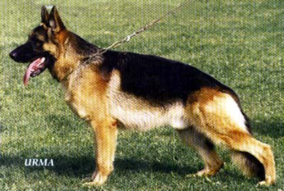 Quino dell Utveggio | German Shepherd Dog 