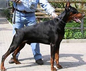 Alantj di Campovalano | Black Doberman Pinscher