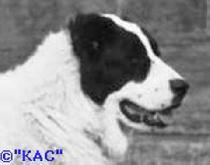 Harif | Central Asian Shepherd Dog 