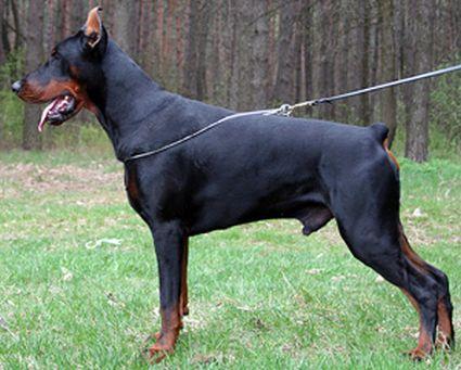 Zolotaya Liga Batyr | Black Doberman Pinscher