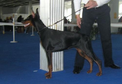 Zolotaya Liga Gabriela | Black Doberman Pinscher