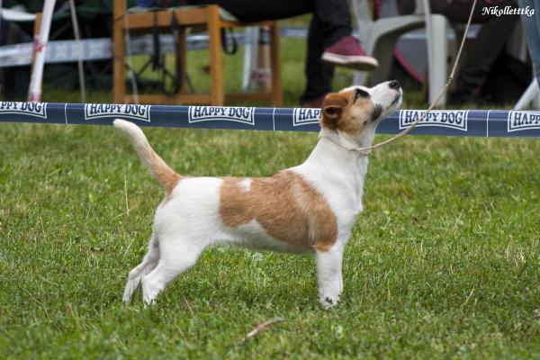 X-Special Envoy Rags Puma | Jack Russell Terrier 