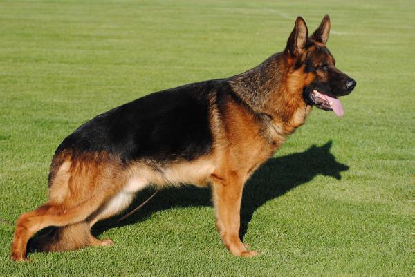 Nick vom Hanneß | German Shepherd Dog 