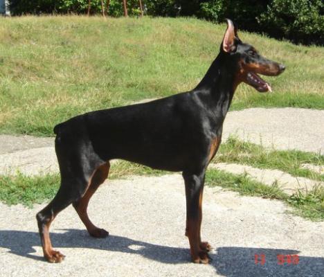 Zolotaya Liga Golda | Black Doberman Pinscher