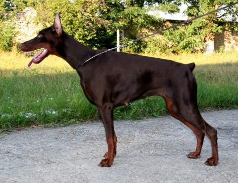 Zolotaya Liga Gloriya | Brown Doberman Pinscher