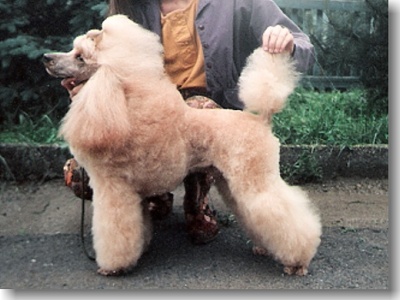 Mr. Marthy v.d.Salana | Poodle 