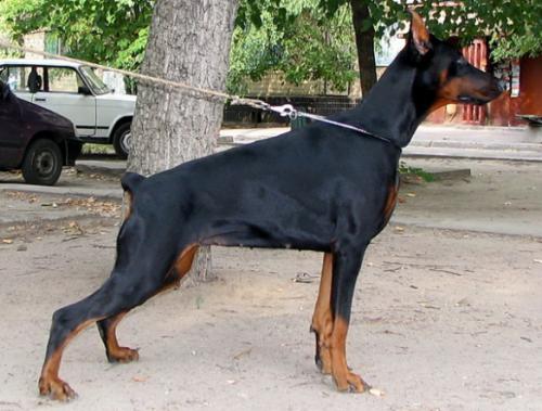 Zolotaya Liga Denuar | Black Doberman Pinscher