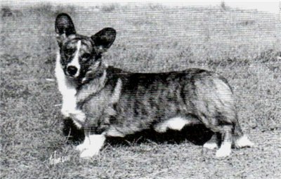 Antoc Double O Seven For Salvenik | Cardigan Welsh Corgi 