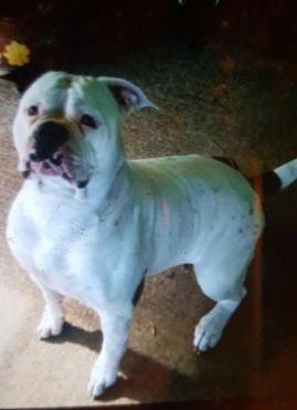 Taylor's Penny | American Bulldog 