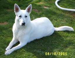 Blanche Whiteline Czech | White Swiss Shepherd Dog 