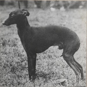 Flam z Kopfsteinu | Italian Greyhound 