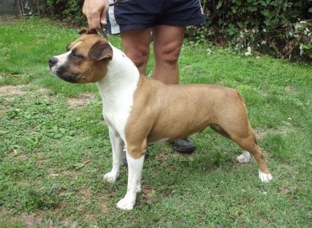 Vilma Tipit Z Hanky | American Staffordshire Terrier 