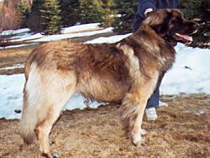 VonLinderhof Alou Handel Dan | Leonberger 