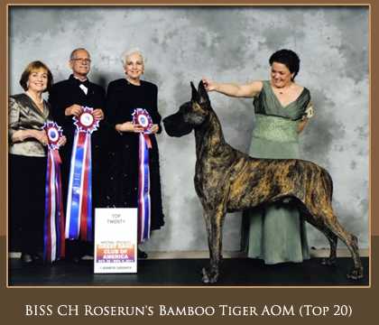 Roserun's Bamboo Tiger | Great Dane 