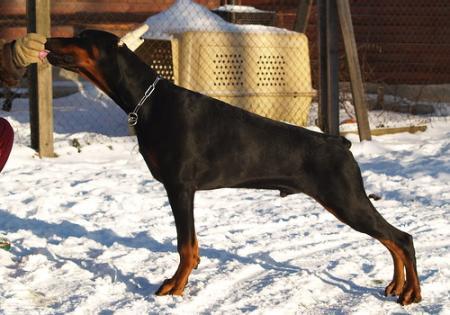 Sant Kreal Monomakh | Black Doberman Pinscher