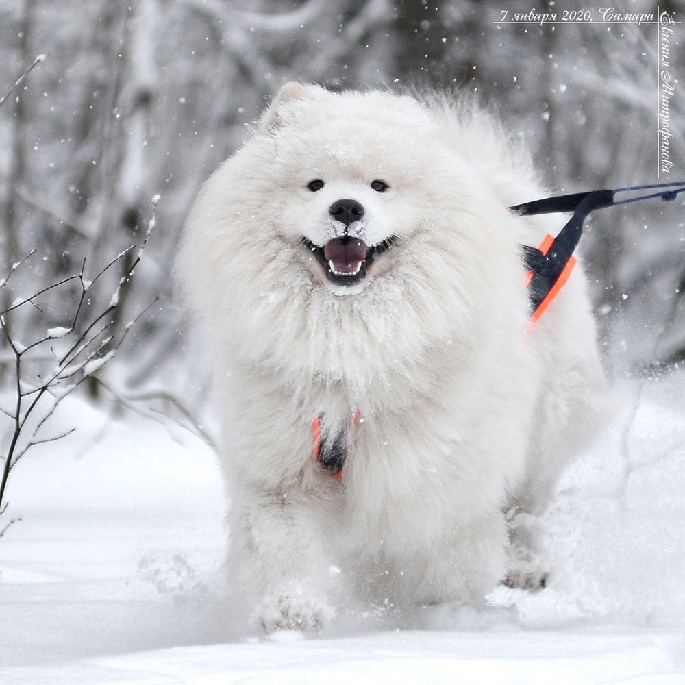 Pokoritel Serdets s Hutora Dykanki | Samoyed 