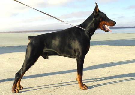 Sant Kreal Mentor | Black Doberman Pinscher