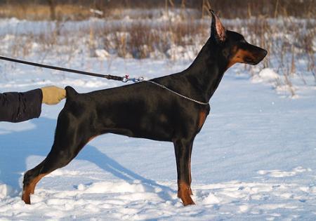 Sant Kreal Madonna Mia | Black Doberman Pinscher