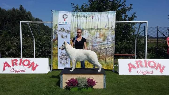 PEQUENO JOYA JAGODOWE BORY | White Swiss Shepherd Dog 