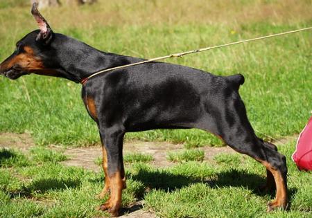 Sant Kreal Moon Light | Black Doberman Pinscher